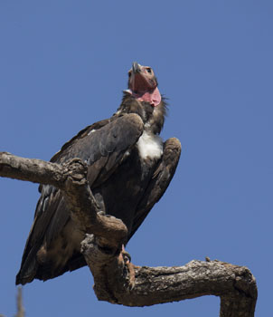 vulture